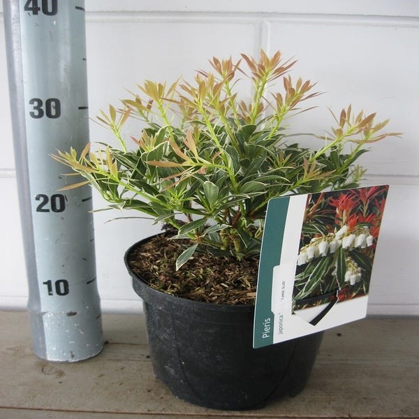 Pieris japonica 'Flaming Silver'