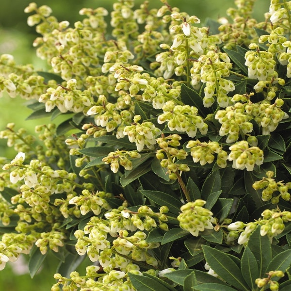Steinheide (Pieris japonica 'Cupido')