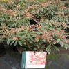 Steinheide (Pieris japonica 'Flaming Silver')