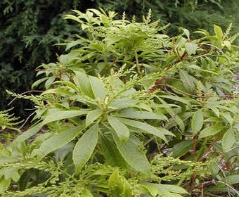 Steinheide (Pieris japonica 'White Cascade')