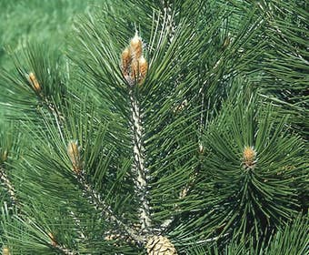Kiefer (Pinus leucodermis)