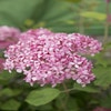 Hortensie (Hydrangea 'Pink Annabelle')
