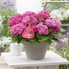 Hortensie Pink Pop (Hydrangea 'Music Collection')