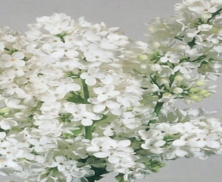Mongolische Flieder (Syringa 'Pinnatifolia')