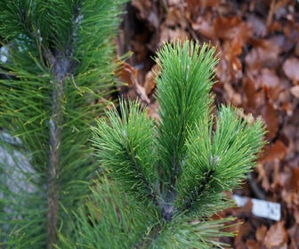 Österreichische Bergkiefer, Strauch (Pinus nigra nigra)