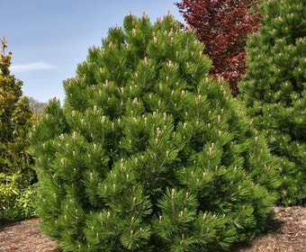 Bosnische Kiefer (Pinus heldreichii 'Compact Gem')