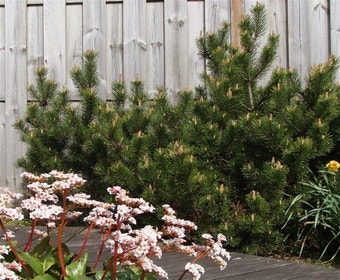 Bergkiefer (Pinus mugo mughus)