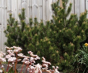 Bergkiefer (Pinus mugo mughus)