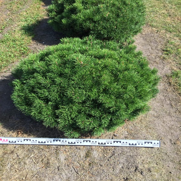 Pinus mugo 'Mugo' bol 100 cm breed