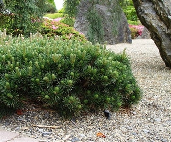 Pinus (Pinus mugo var. Pumilio)