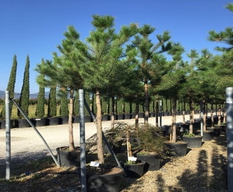 Österreichische Schwarzkiefer als Baum (Pinus nigra nigra)