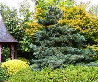 Blaue Japanische Weißkiefer (Pinus parviflora 'Glauca')