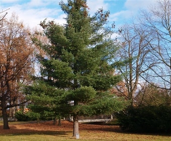 Weymouthskiefer (Pinus strobus)