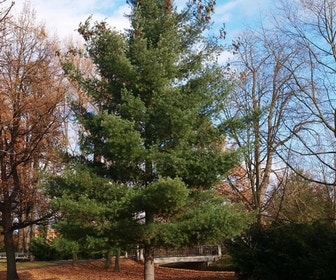 Weymouthskiefer (Pinus strobus)