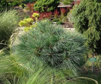 Bergden (Pinus strobus 'Radiata')