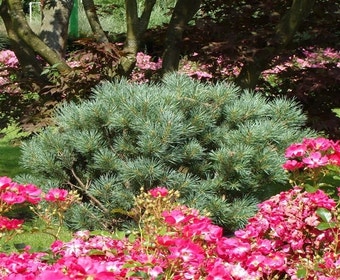 Bergkiefer 'Watereri'