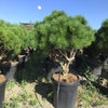Mehrstämmige Japanische Kiefer (Pinus parviflora 'Brevifolia')