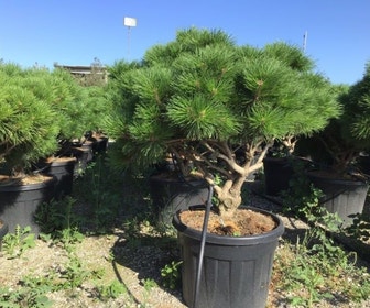 Mehrstämmige Japanische Kiefer (Pinus parviflora 'Brevifolia')