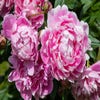 Pfingstrose (Paeonia Dr. 'Alexander Fleming')
