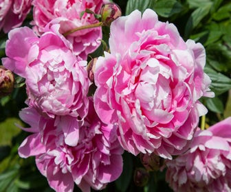 Pfingstrose (Paeonia Dr. 'Alexander Fleming')