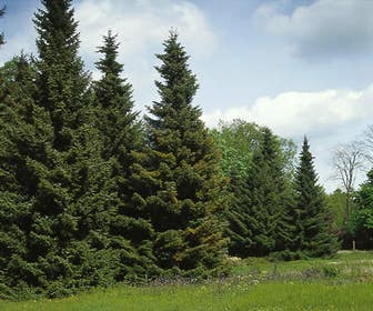 Serbische Fichte / Omorikaden (Picea omorika)