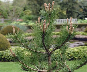 Waldkiefer, Solitär (Pinus sylvestris)