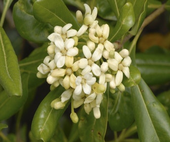 Australischer Lorbeer (Pittosporum tobira)