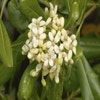 Australischer Lorbeer (Pittosporum tobira)
