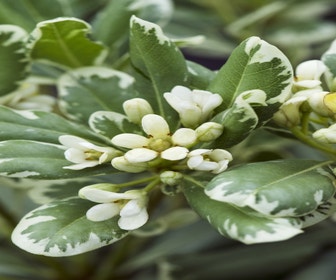 Australischer Lorbeer (Pittosporum tobira 'Variegatum')