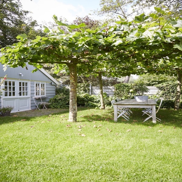 Dakplataan (Platanus hispanica)