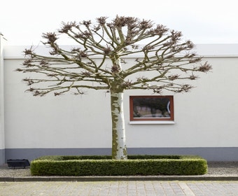 Kugelplatanen (Platanus 'Alphen's Globe')