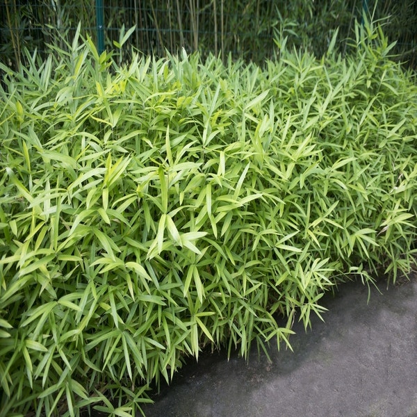 Bambus (Pleioblastus  pumilus)