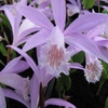 Orchidee (Pleione formosana)