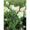 Federhortensie (Hydrangea paniculata 'Bobo')