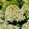 Federhortensie (Hydrangea paniculata 'Skyfall')
