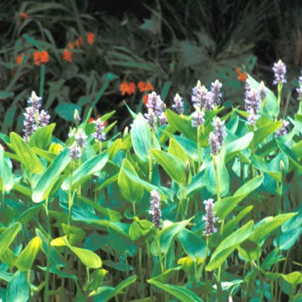 Sumpf-Wasserhyazinthe (Pontederia cordata)