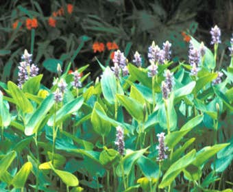 Sumpf-Wasserhyazinthe (Pontederia cordata)