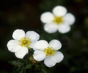 Fingerkraut (Potentilla fruticosa 'Abbotswood')