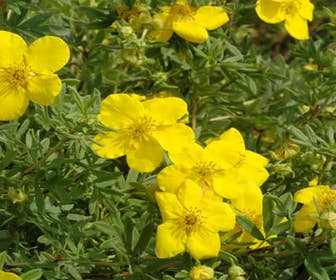 Fingerstrauch (Potentilla fruticosa 'Goldfinger')