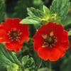 Fingerkraut (Potentilla 'Gibson's Scarlet')
