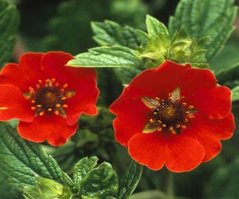 Fingerkraut (Potentilla 'Gibson's Scarlet')