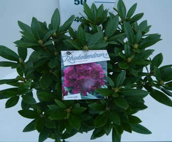 Rhododendron (Rhododendron 'Polarnacht')