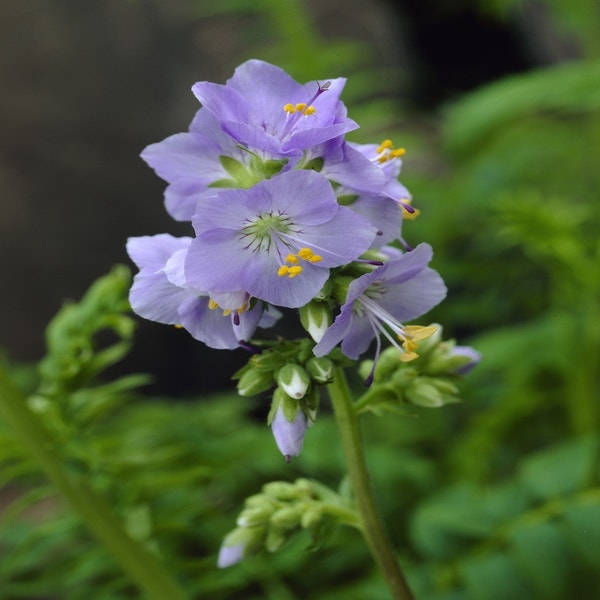 Jakobsleiter (Polemonium caeruleum)
