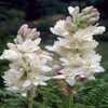 Tuberose (Polianthes tuberosa 'The Pearl')