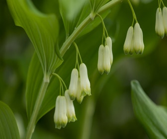 Siegelwurz (Polygonatum commutatum)