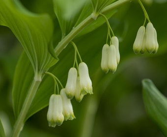 Siegelwurz (Polygonatum commutatum)