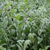 (Polygonatum multiflorum) Zwiebel