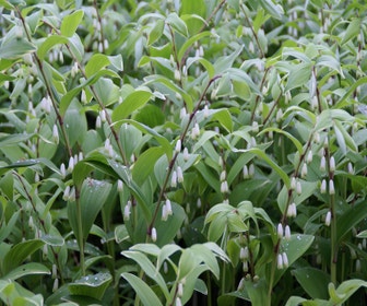 (Polygonatum multiflorum) Zwiebel