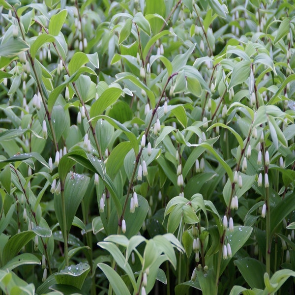 (Polygonatum multiflorum) Zwiebel