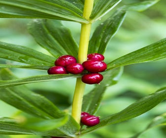 Kranz-Salomonsiegel (Polygonatum verticillatum)